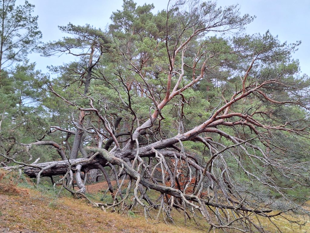 Wydma Orzechowska